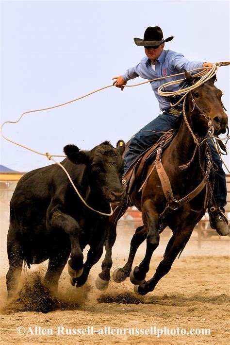 cowboy riding a horse roping